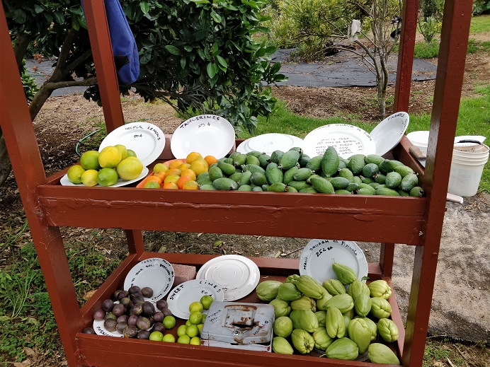 Vendor